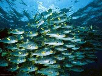 School Of Sweetlips
