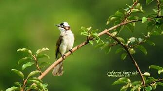 Bulbul Leafy Branches Birds Wallpaper