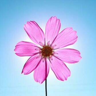 iPad Mini Wallpaper Cute Pink For Photo Shared By