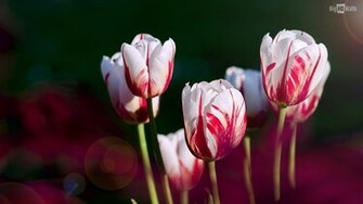 White Tulip Flowers Click On Image To Enlarge And Set As Wallpaper