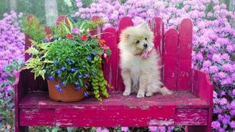Pomeranian Puppy Sitting On Bench In Garden Wallpaper
