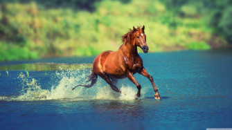 Horse Ultra HD Desktop Background Wallpaper For Multi Display