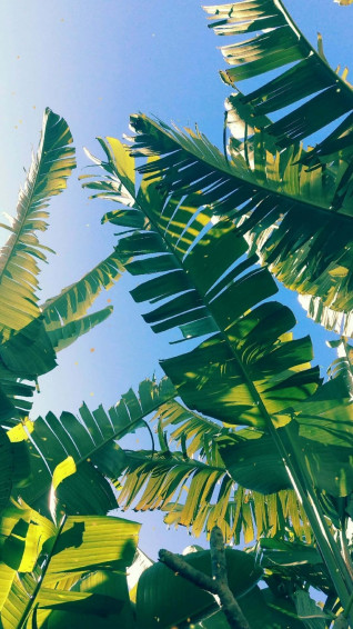 Tropical Paradise Wallpaper