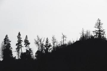 Black And White Tree Pictures Image