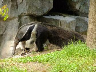 Beautiful Desktop HD Wallpaper 1080p Giant Anteater