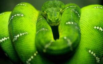 Awesome Snake Wallpaper Px HDwallsource
