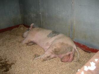 Baby Pigs Wallpaper Me Petting The