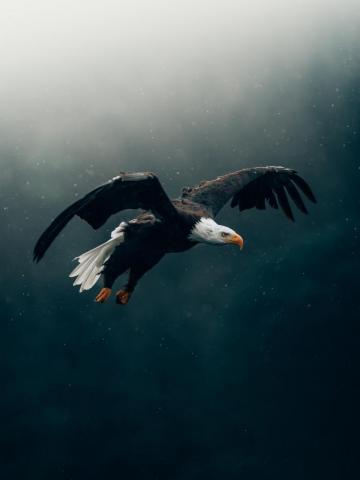 Eagle Wallpaper HD Hq