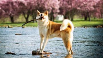 Shiba Inu Wallpaper