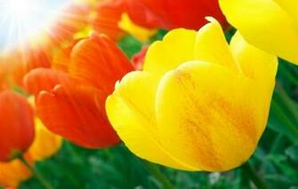 Wallpaper For Your Cell Phone Flowers Htc To