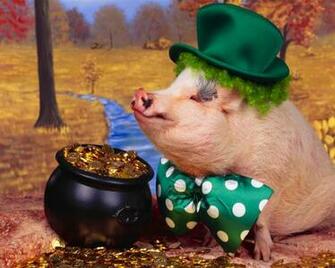 Cute Pig Wallpaper HD In Animals Imageci