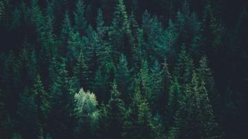 Forest Laptop Wallpaper On