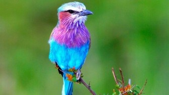 Bird Animal Beautiful Wild Wings Exotic Birds Wallpaper