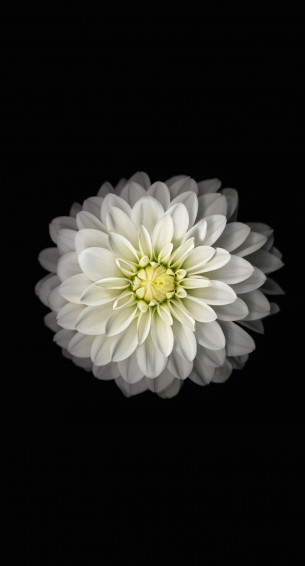 White Flower iPhone Wallpaper On