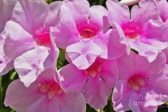 Fuschia Flower Pictures All Wallpaper New