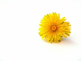 Florette Wallpaper C Dandelion