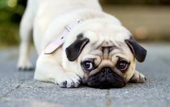Gallery For Gt Cute Pug Wallpaper HD