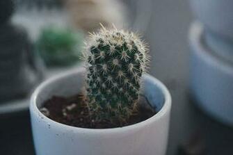 HD Wallpaper Closeup Photo Of Cactus Plant Laval Canada