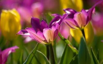Nature Garden Macro Green Leaf HD UltraHD 4k Wallpaper