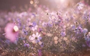 Meadow HD Wallpaper