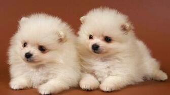 Pomeranian Wallpaper Computer Puppy