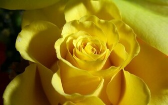 Yellow Rose Wallpaper Desktopwallpaper