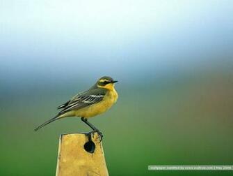 Bird Photography Vol Birds Variety Wallpaper On Branches