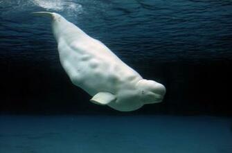 Beluga Whale Wallpaper Image Group