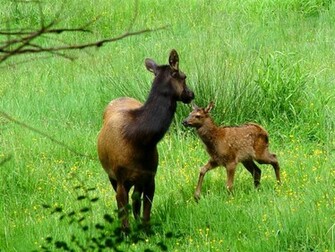 Cute Baby Animal Pictures Deer Wallpaper HD