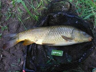 Orvis Fly Fishing Wallpaper Fish Number Four Was The Big