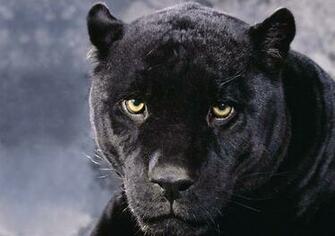 Big Black Cats Wallpaper