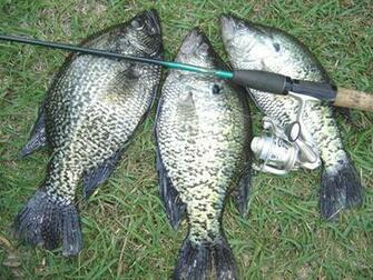 Crappie Wallpaper Fishing
