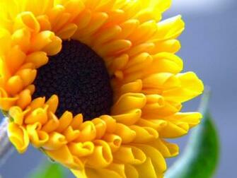 Summer Flower Desktop Pc And Mac Wallpaper