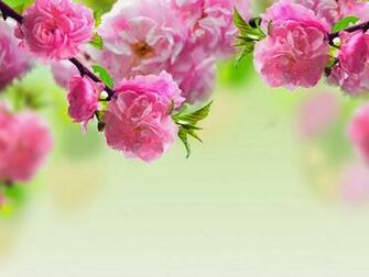 Best Flori Wallpaper Poze Frumoase