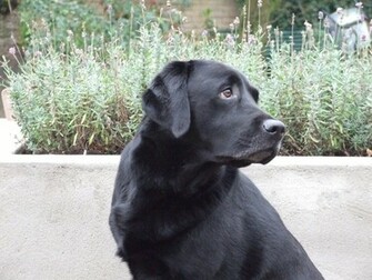 Black Labrador Puppies Wallpaper