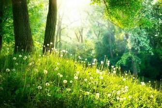 Spring Wallpaper Android Apps On Google Play