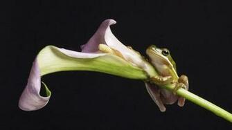 Frog HD Wallpaper High Quality