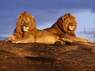 Wallpepers Dangerous Innocent Dogs Lions And Dolphins HD Wallpaper