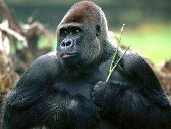 Gorilla Daily Background In HD