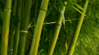 HD Bamboo Wallpaper