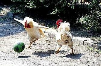 Funny Chicken Pictures Animal