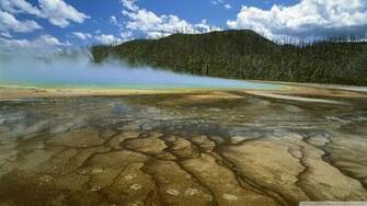 American Bison Yellowstone National Park Montana Wallpaper