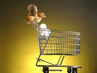 A Chick On Trolley Of Eggs No Desktop Wallpaper