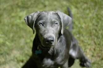 Silver Labrador Retriever Wallpaper Pin It