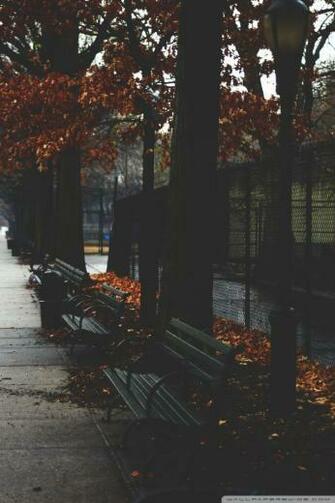 Cold Autumn Day In New York City 4k HD Desktop Wallpaper For