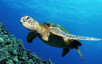 Deep Sea And Underwater Wallpaper