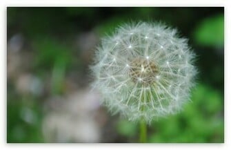 Dandelion Wallpaper