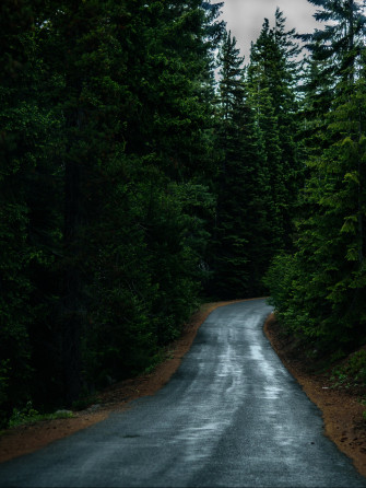 Road Through Forest Wallpaper iPhone Android Desktop Background