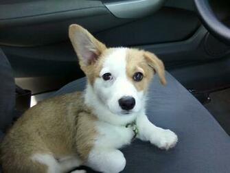 Corgi Dog Pictures Widescreen HD Wallpaper