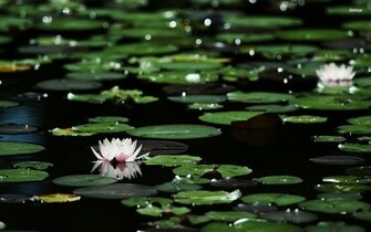 Water Lilies Wallpaper Flower